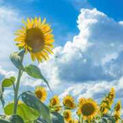 ヒメ日記 2025/08/08 12:28 投稿 ゆうか 上野ハンドメイド