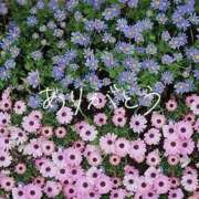 ヒメ日記 2025/07/14 00:33 投稿 ちか 半熟ばなな　錦糸町