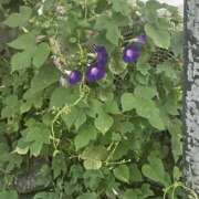 ヒメ日記 2025/10/11 23:19 投稿 らぶ チューリップ土浦店