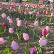 ヒメ日記 2026/04/11 13:54 投稿 ねね♡ちょっぴりMな女の子♡ Honey