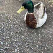 ヒメ日記 2025/09/01 17:05 投稿 あきな先生 女教師