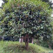 ヒメ日記 2025/10/07 16:26 投稿 一条美和 プレジデントハウス