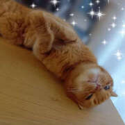 ヒメ日記 2025/08/08 20:41 投稿 れい いきなりまかさんかい