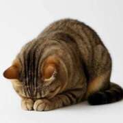 ヒメ日記 2025/10/28 08:24 投稿 百瀬心結 ローテンブルク