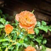 ヒメ日記 2025/06/29 01:05 投稿 しきぶ 西船人妻花壇