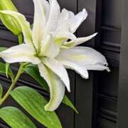 ヒメ日記 2025/07/07 22:07 投稿 しきぶ 西船人妻花壇