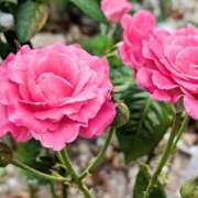 ヒメ日記 2025/07/08 21:22 投稿 しきぶ 西船人妻花壇