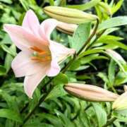 ヒメ日記 2025/07/11 22:00 投稿 しきぶ 西船人妻花壇