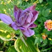 ヒメ日記 2025/07/20 02:42 投稿 しきぶ 西船人妻花壇