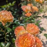 ヒメ日記 2025/07/23 22:05 投稿 しきぶ 西船人妻花壇