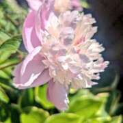 ヒメ日記 2025/07/26 12:15 投稿 しきぶ 西船人妻花壇