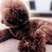 ヒメ日記 2025/09/17 13:14 投稿 しきぶ 西船人妻花壇