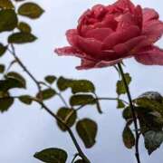 ヒメ日記 2025/11/27 14:58 投稿 しきぶ 西船人妻花壇