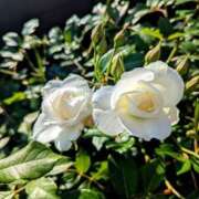 ヒメ日記 2025/12/05 15:50 投稿 しきぶ 西船人妻花壇