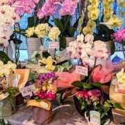 ヒメ日記 2025/12/14 15:50 投稿 しきぶ 西船人妻花壇