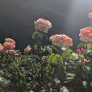 ヒメ日記 2026/06/05 10:55 投稿 しきぶ 西船人妻花壇