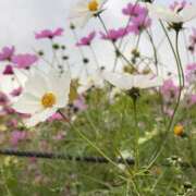 ヒメ日記 2025/11/30 13:16 投稿 あずさ コスパラ(梅田)