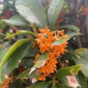 ヒメ日記 2025/11/15 21:52 投稿 いおり 白いぽっちゃりさん五反田店