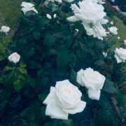 ヒメ日記 2025/10/14 21:03 投稿 ましろ 手コキガールズコレクション