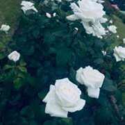 ヒメ日記 2025/12/17 20:53 投稿 ましろ 手コキガールズコレクション