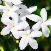 ヒメ日記 2025/12/26 07:33 投稿 新人まりか☆業界未経験 セレブ パラダイス