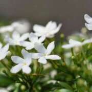 新人まりか☆業界未経験 明日出勤します♡ セレブ パラダイス