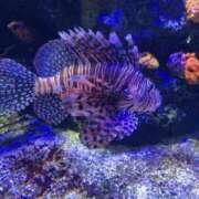 ヒメ日記 2026/01/29 00:36 投稿 新人まりか☆業界未経験 セレブ パラダイス