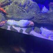 ヒメ日記 2026/02/12 23:18 投稿 新人まりか☆業界未経験 セレブ パラダイス