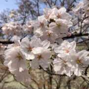 ヒメ日記 2026/04/05 10:48 投稿 新人まりか☆業界未経験 セレブ パラダイス