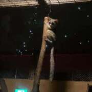 ヒメ日記 2026/02/18 19:38 投稿 みる 名古屋ちゃんこ