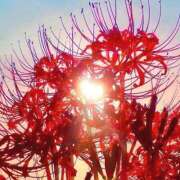 ヒメ日記 2025/09/12 12:35 投稿 りりか ぺろぺろベロベロ専科 ぺろんちょ