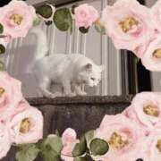 ヒメ日記 2025/09/23 17:55 投稿 白鳥ふゆ コウテイ