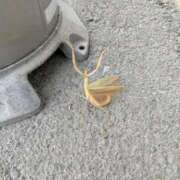 ヒメ日記 2025/09/28 09:24 投稿 水野めろん しこたま奥様　熊本店