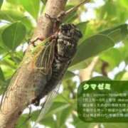 ヒメ日記 2026/07/15 19:14 投稿 水野めろん しこたま奥様　熊本店（アクセスグループ）