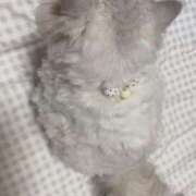 ヒメ日記 2025/08/11 20:35 投稿 れい ドMなバニーちゃん すすきの店