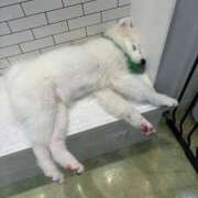 ヒメ日記 2025/08/12 18:01 投稿 すだち でりどす