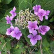 ヒメ日記 2025/08/01 02:45 投稿 まひる ゆるふわKISS