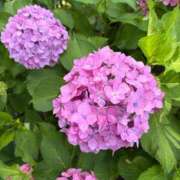 ヒメ日記 2026/06/10 20:12 投稿 まひる ゆるふわKISS