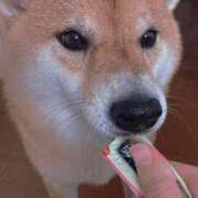 こころ 頑張ったで賞 ぷるるん小町日本橋店