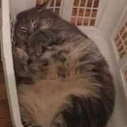 ヒメ日記 2025/07/03 17:22 投稿 つかさ 三重四日市ちゃんこ