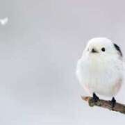 ヒメ日記 2026/02/11 18:25 投稿 かぐら イエローキャブ