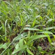 ヒメ日記 2025/09/21 10:13 投稿 体験さえ ミセスコレクション