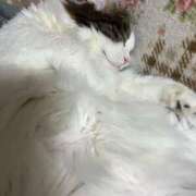 ヒメ日記 2026/03/24 22:09 投稿 なの 新宿プチドール