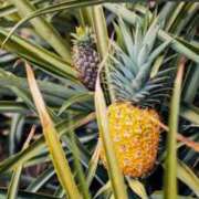 ヒメ日記 2025/07/24 22:05 投稿 あお 熟女総本店