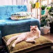 ヒメ日記 2025/08/06 23:55 投稿 あお 熟女総本店