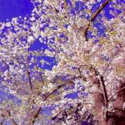 ヒメ日記 2026/04/19 17:42 投稿 一色よすが AJ DOLLS(エージェイドールズ)