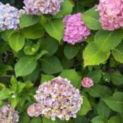 ヒメ日記 2025/06/26 11:22 投稿 ゆり 池袋サンキュー