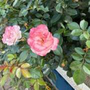 ヒメ日記 2025/07/01 12:05 投稿 ゆり 池袋サンキュー