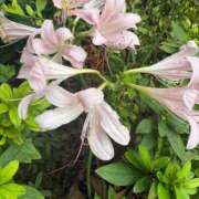 ゆり おはようだよ 池袋サンキュー