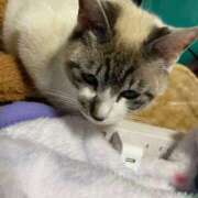 ヒメ日記 2025/07/15 20:52 投稿 かすみ 吉祥寺おかあさん